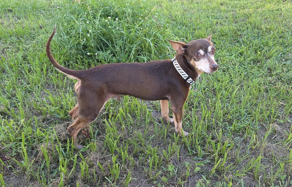 Zag, a Adoptable mixed breed in Winter Garden, FL image 5/6