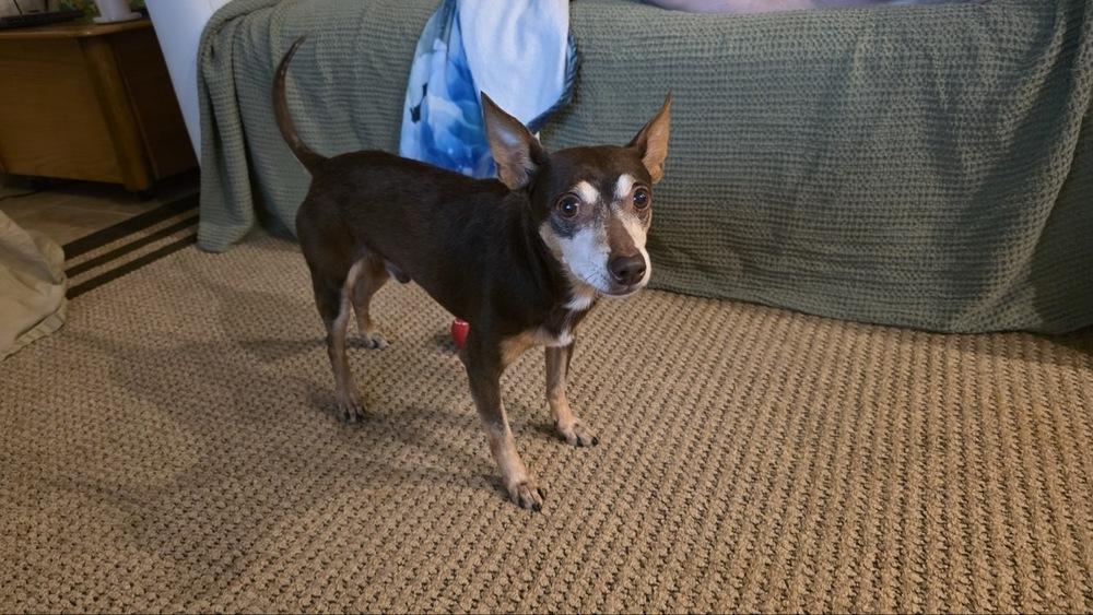 Zag, a Adoptable mixed breed in Winter Garden, FL image 6/6