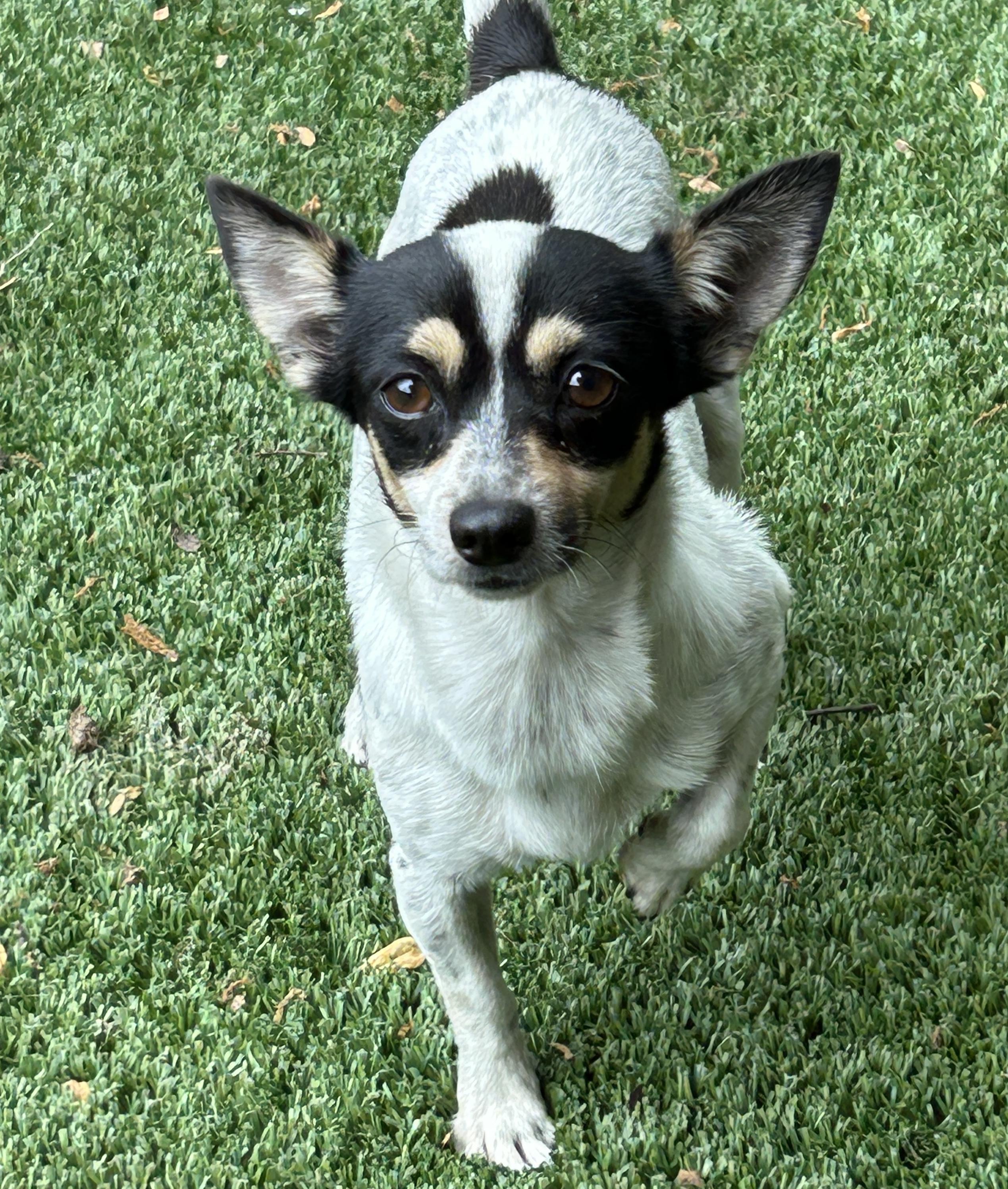 Enlarge Joanna, an adopted Chihuahua in Sarasota, FL image 4/5