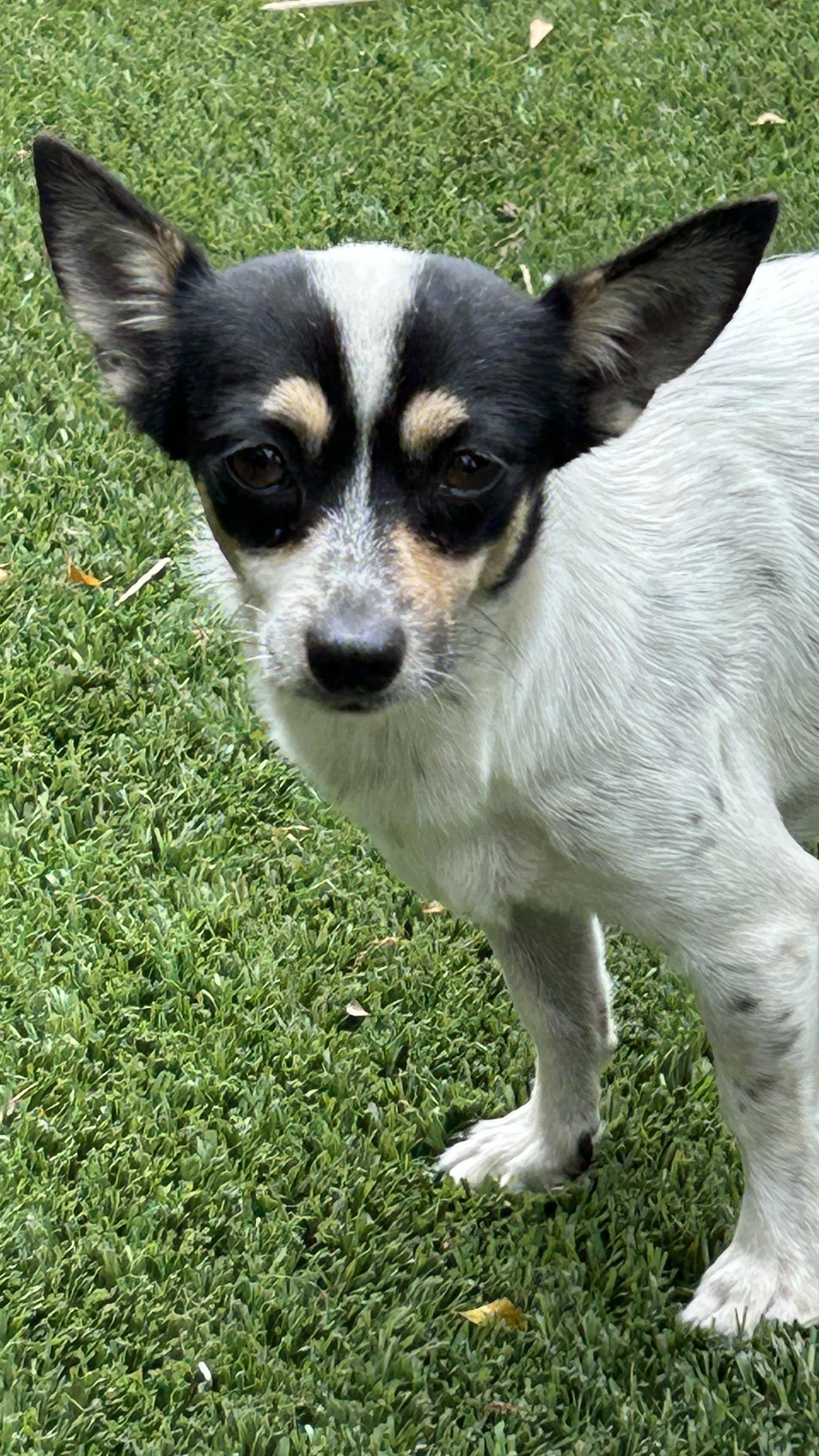 Enlarge Joanna, an adopted Chihuahua in Sarasota, FL image 3/5