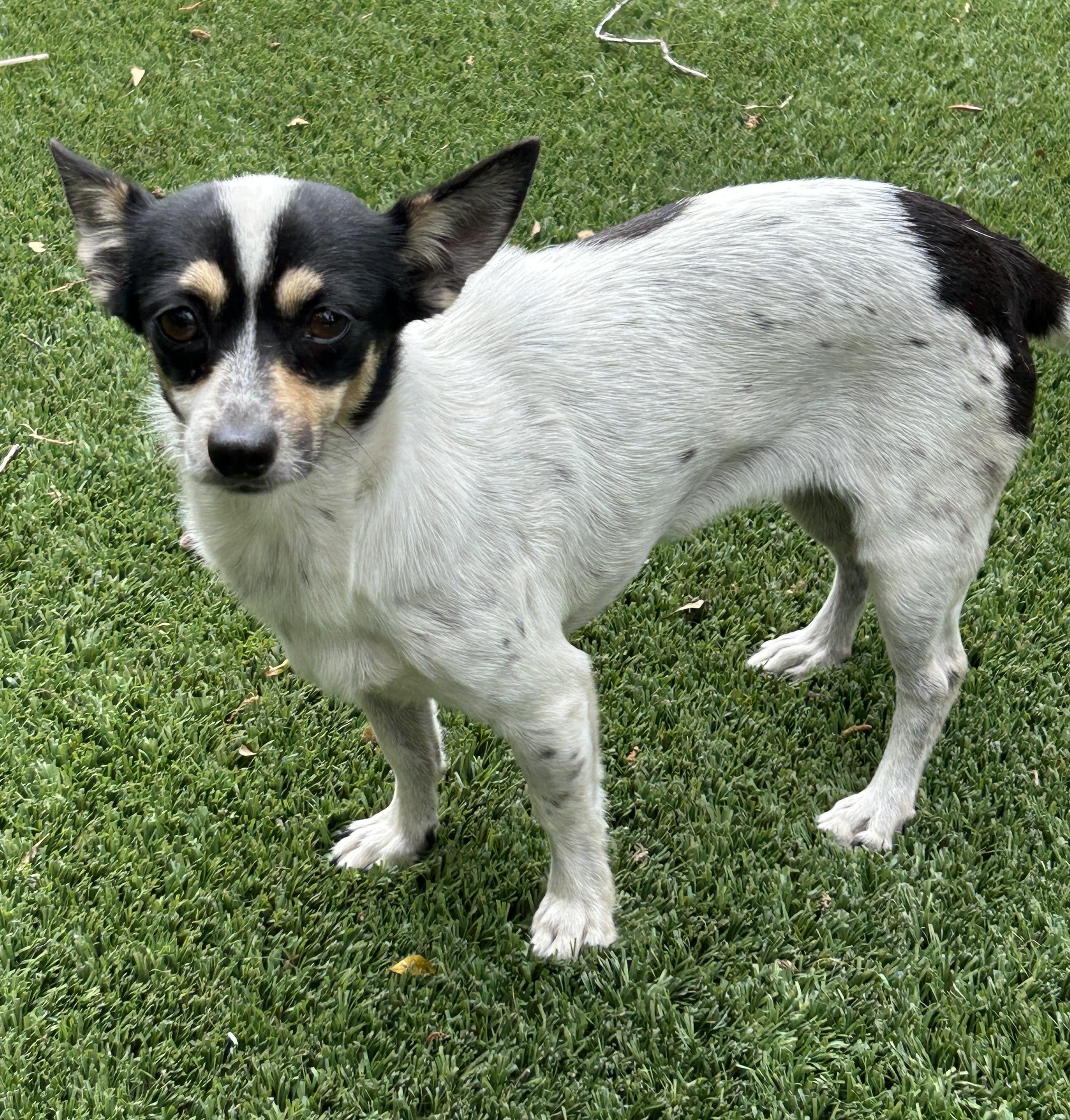 Joanna, adopted, Adult Female Chihuahua.