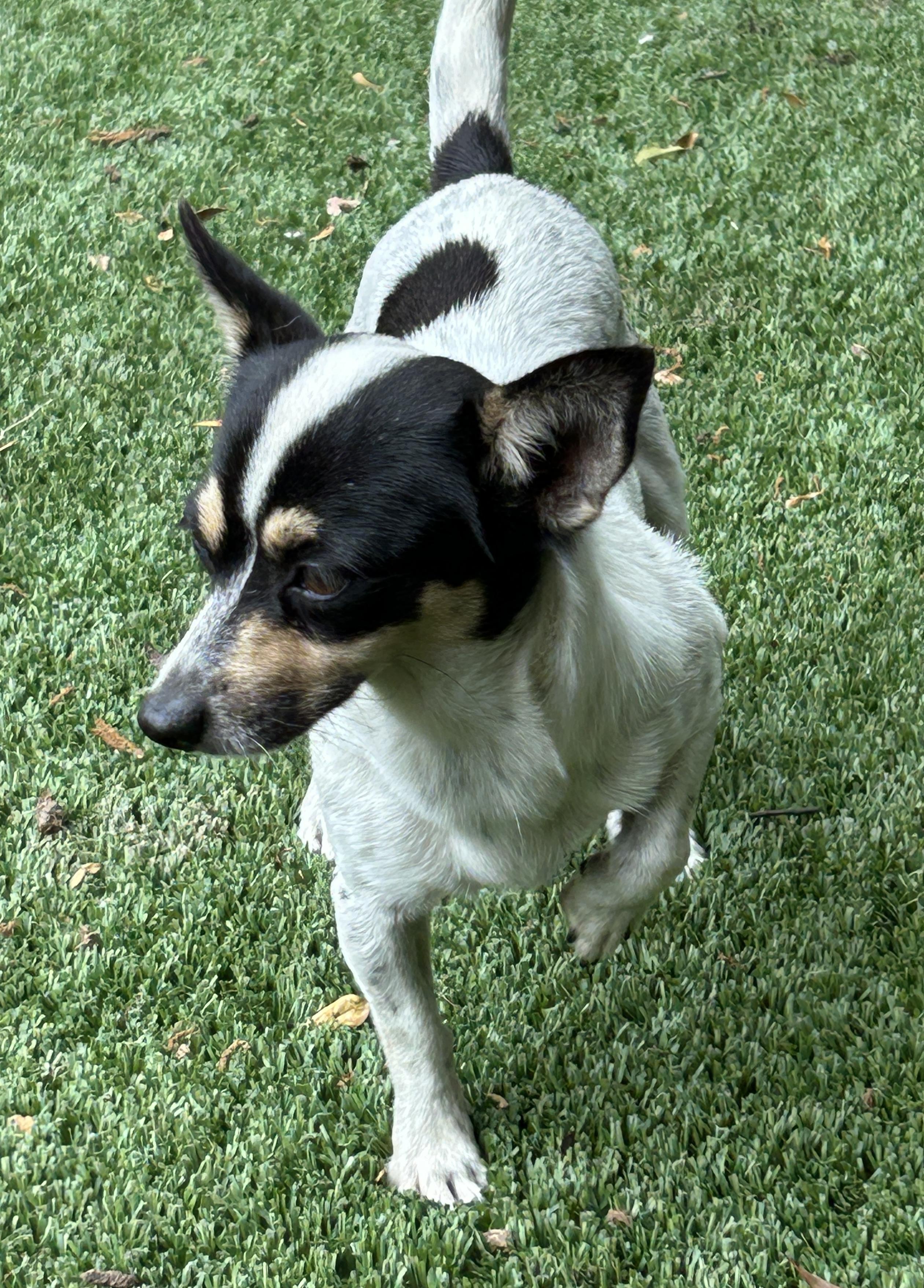 Enlarge Joanna, an adopted Chihuahua in Sarasota, FL image 5/5