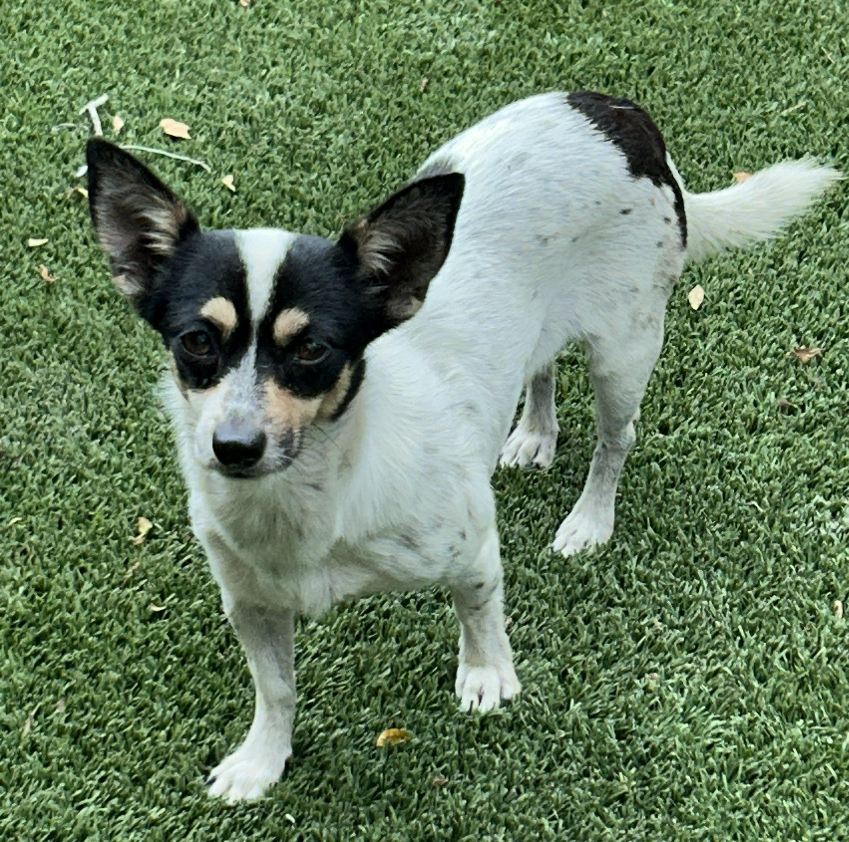 Enlarge Joanna, an adopted Chihuahua in Sarasota, FL image 2/5