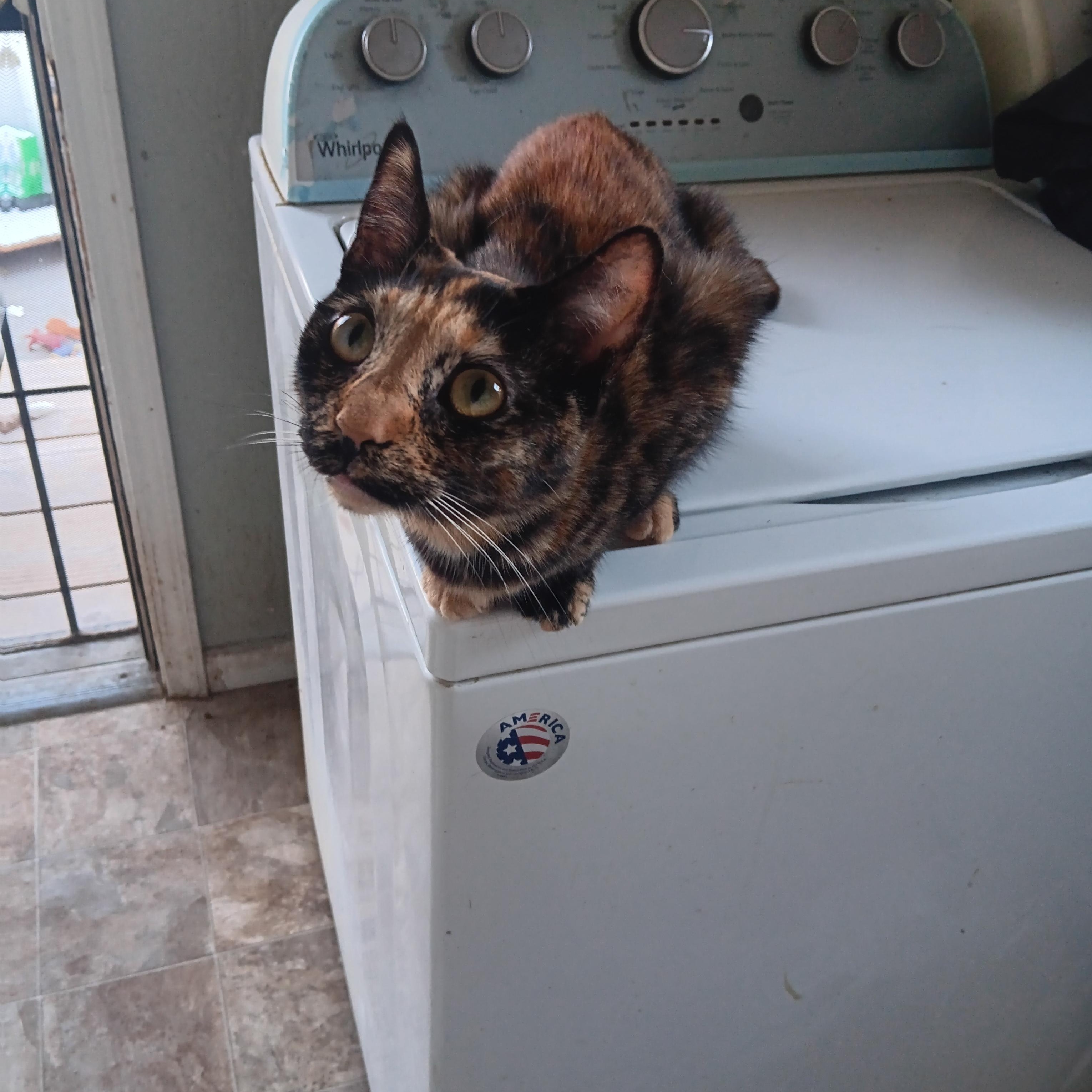 Enlarge Sunny, an adopted Domestic Short Hair in Antioch, CA image 2/3