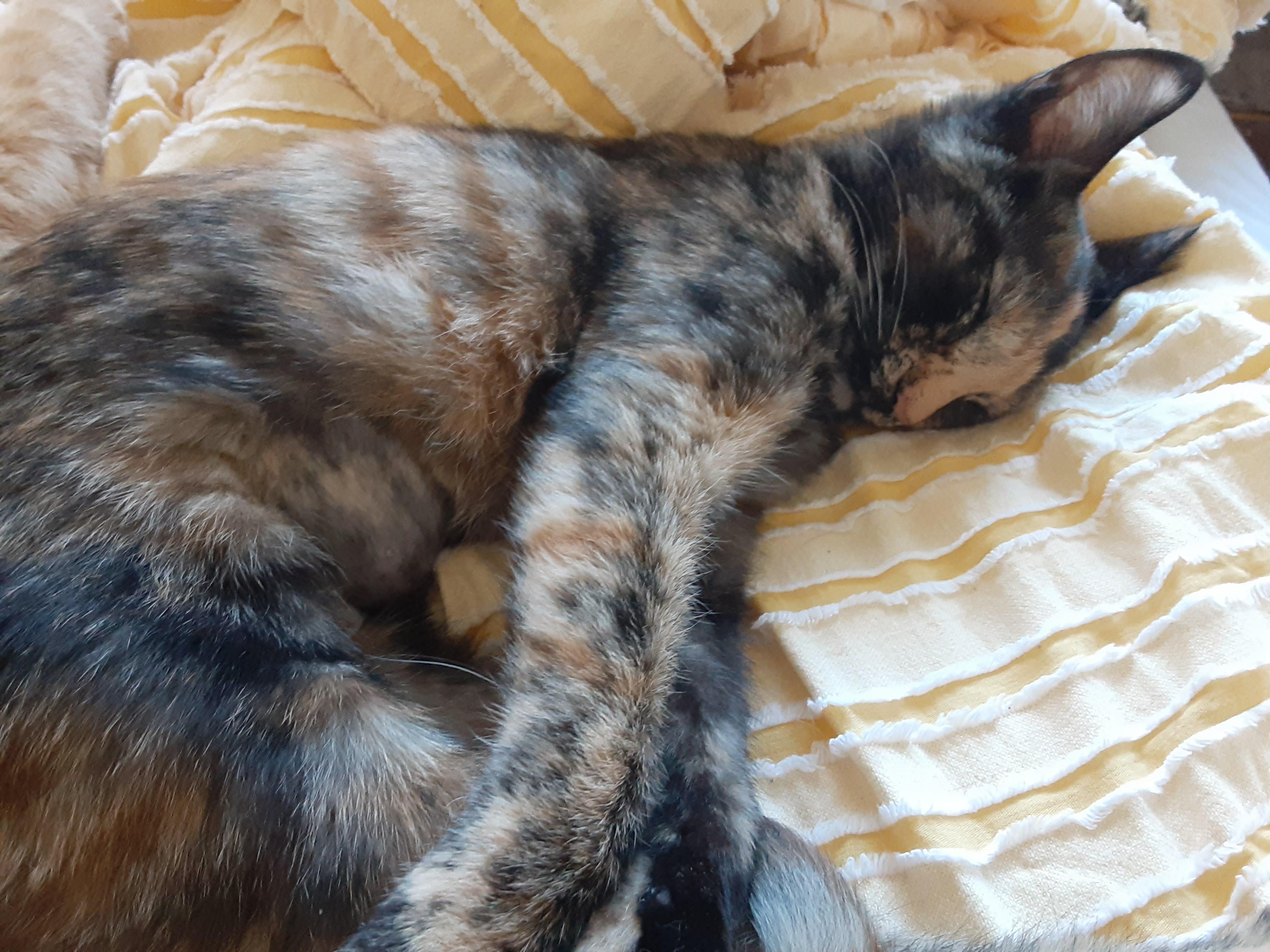 Enlarge Sunny, an adopted Domestic Short Hair in Antioch, CA image 3/3