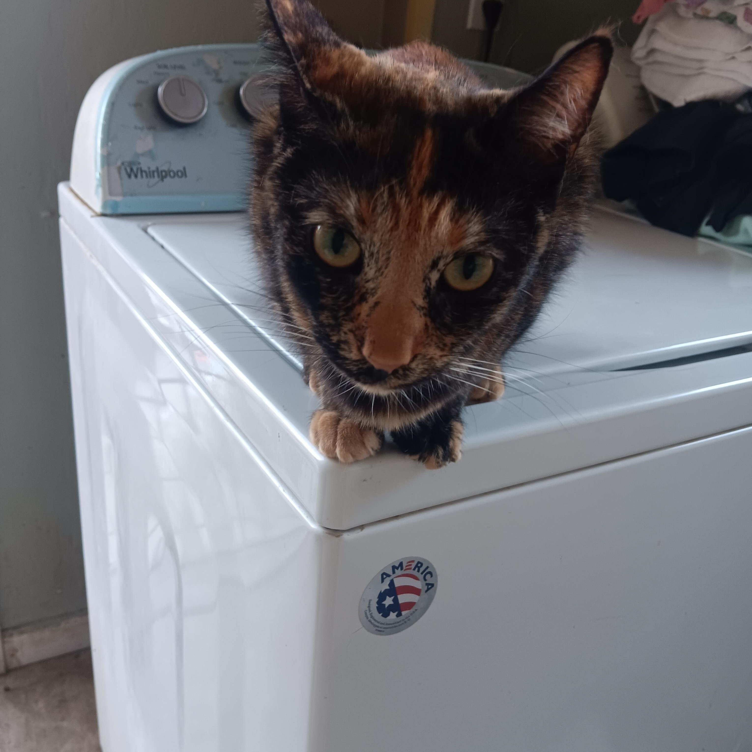 Sunny, Adoptable, Young Female Domestic Short Hair.