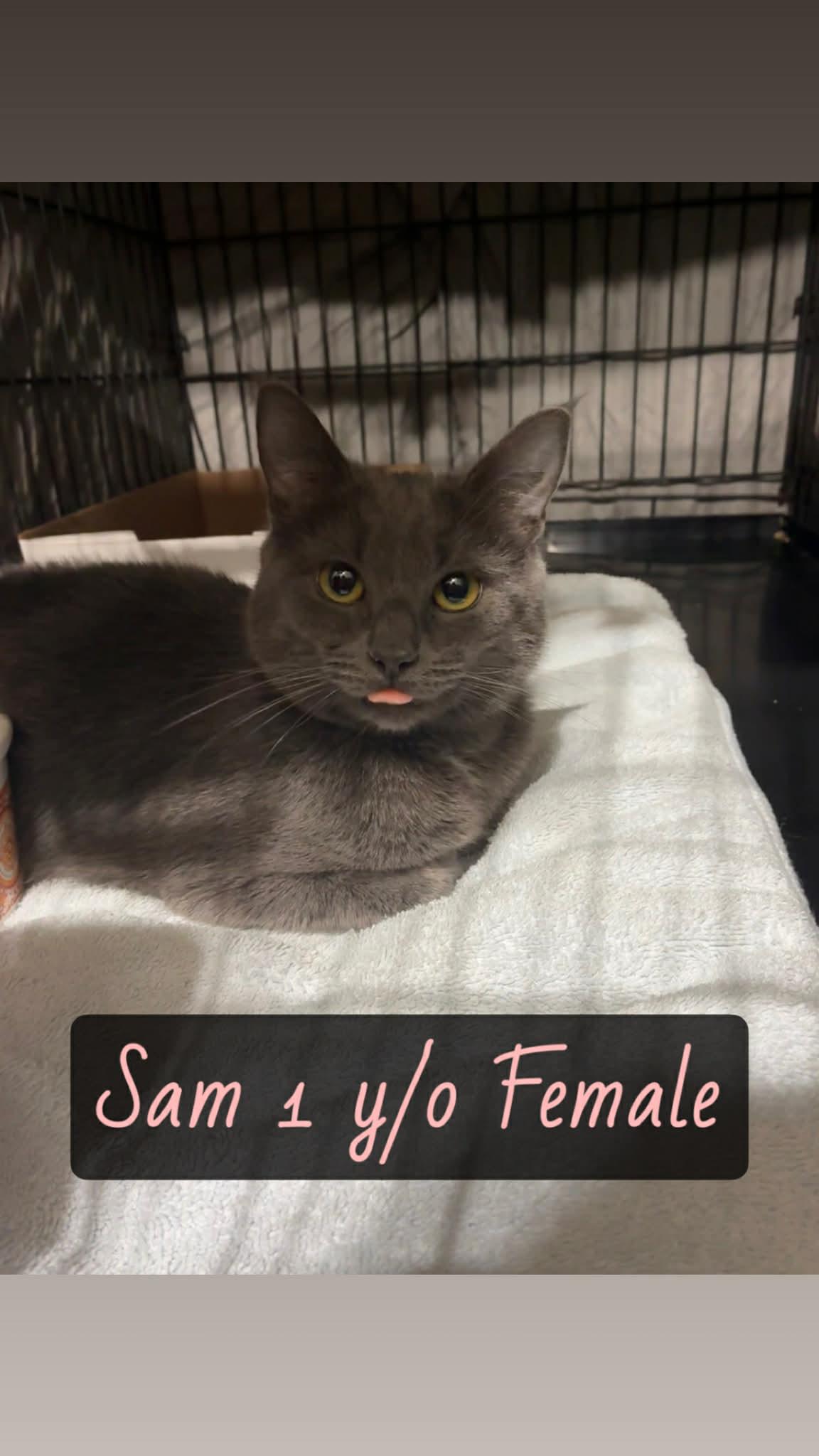 Enlarge Sam, a ADOPTABLE Domestic Short Hair in Westfield, MA image 1/1