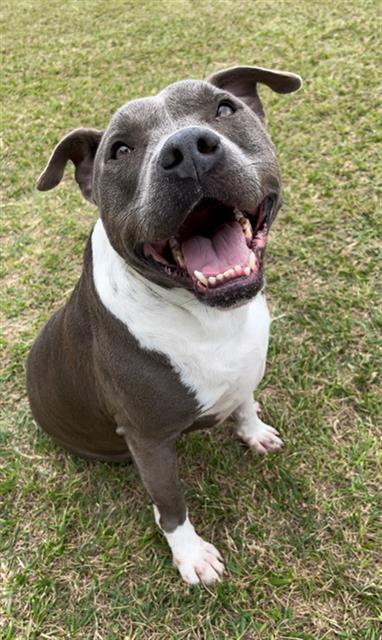 Enlarge JUPITER, a Adoptable Pit Bull Terrier in Rosenberg, TX image 1/1