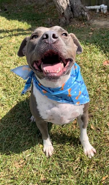 JUPITER, Adoptable, Adult Male Pit Bull Terrier.
