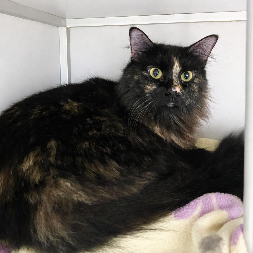 Stripey, Adoptable, Young Female Domestic Long Hair.