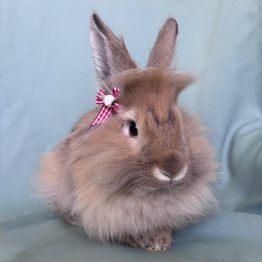 Enlarge Emilio, an adopted Lionhead in Columbia, MD image 2/2
