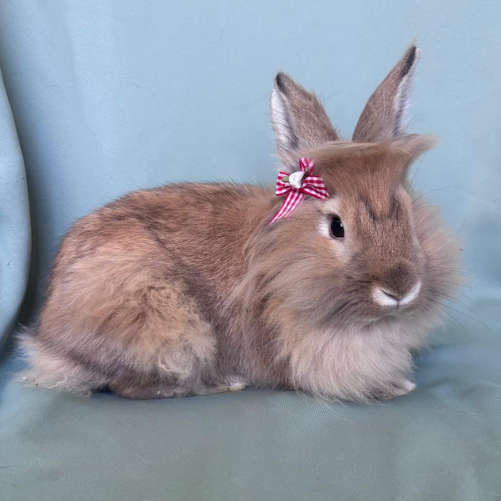 Enlarge Emilio, an adopted Lionhead in Columbia, MD image 1/2