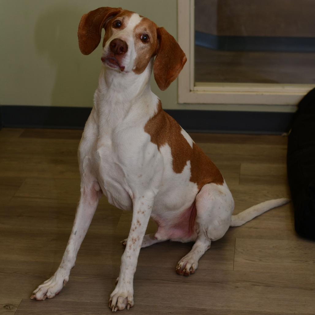 Caspian, Adoptable, Senior Male Hound.