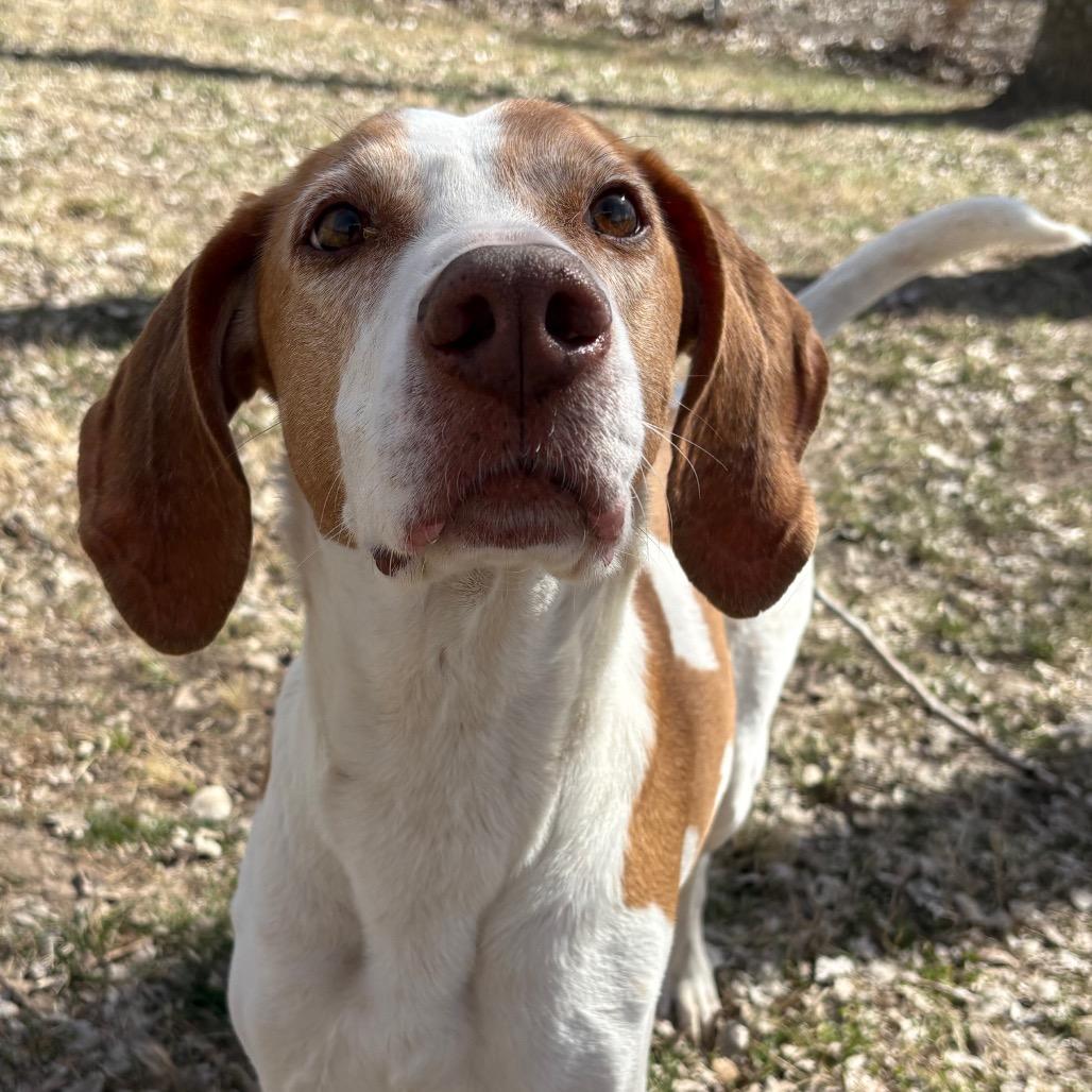 Enlarge Caspian, a Adoptable Hound in Manhattan, KS image 2/6