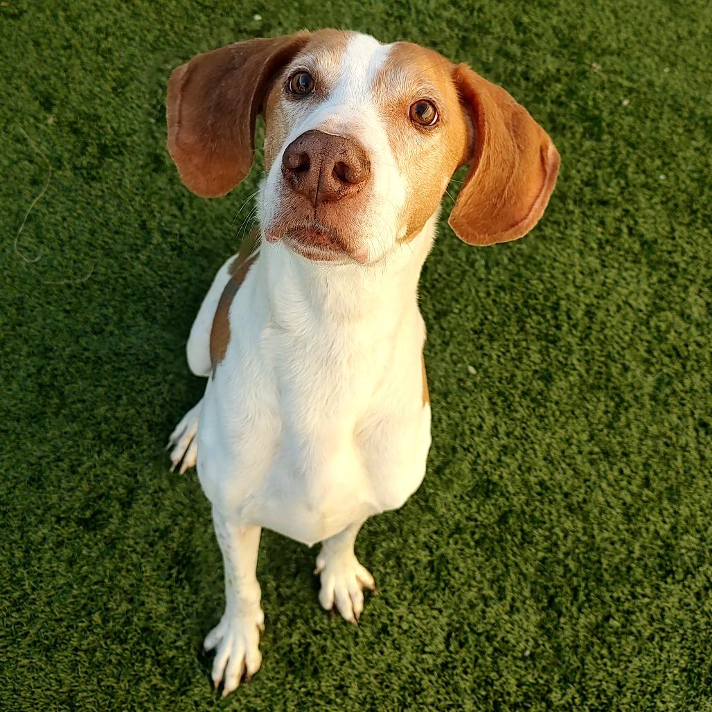 Enlarge Caspian, a Adoptable Hound in Manhattan, KS image 3/6