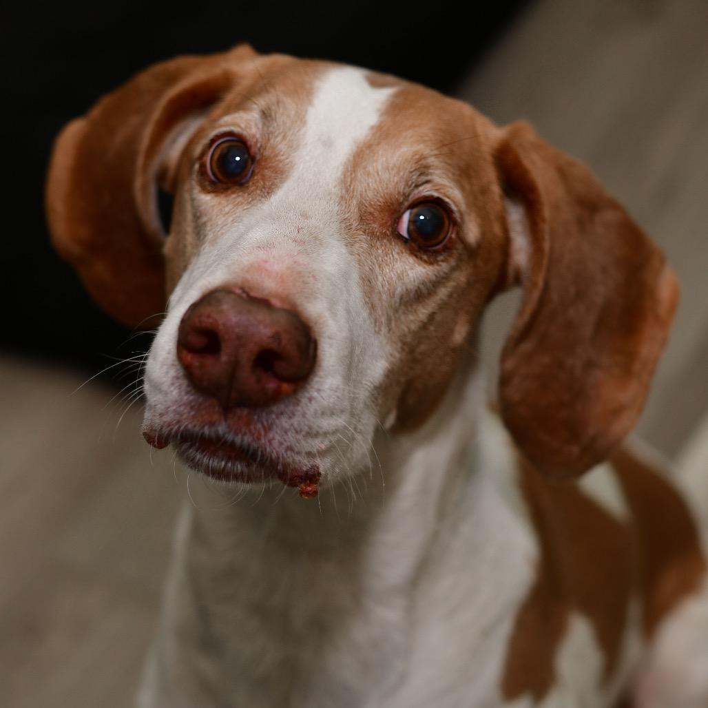 Enlarge Caspian, a Adoptable Hound in Manhattan, KS image 4/6