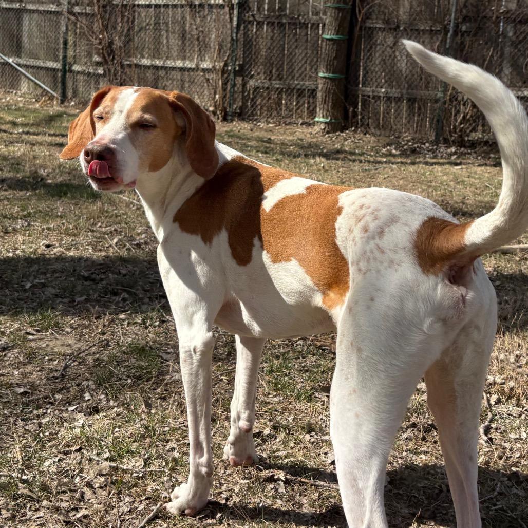 Enlarge Caspian, a Adoptable Hound in Manhattan, KS image 5/6