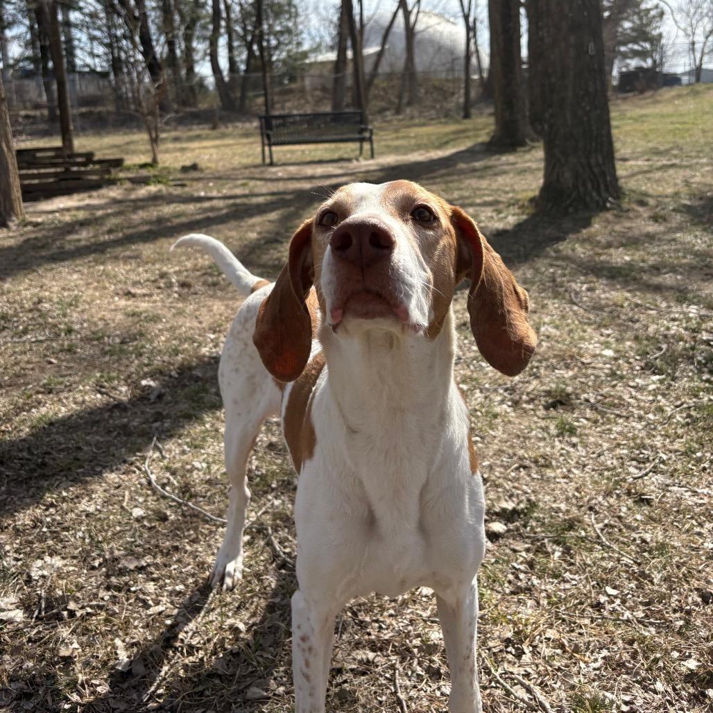 Enlarge Caspian, a Adoptable Hound in Manhattan, KS image 6/6