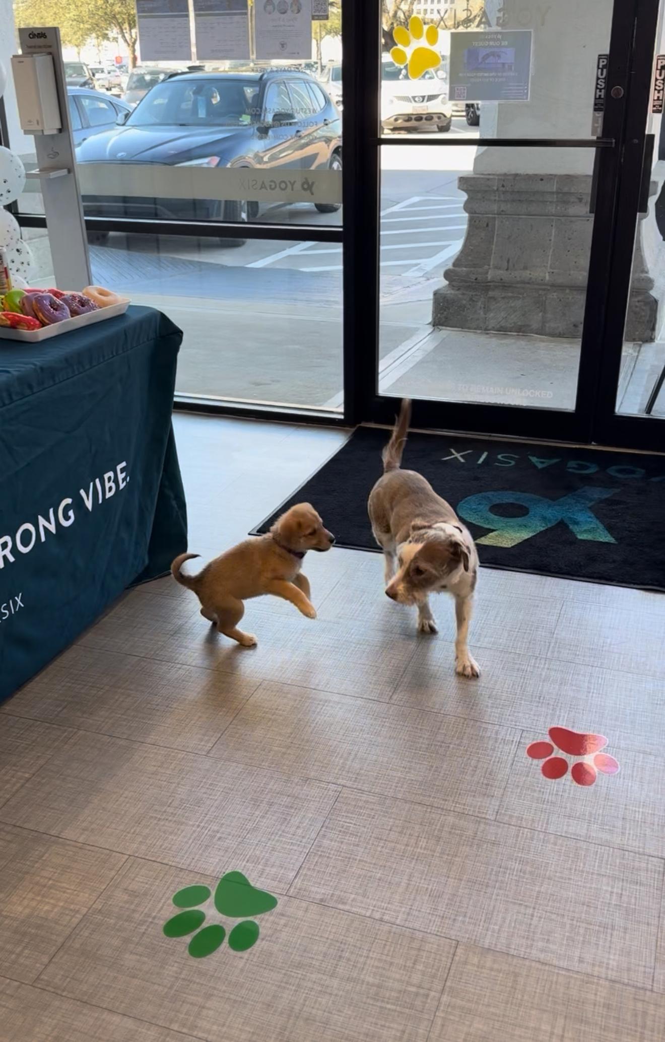 Enlarge Alessia, a Adoptable mixed breed in Salem, OR image 4/5