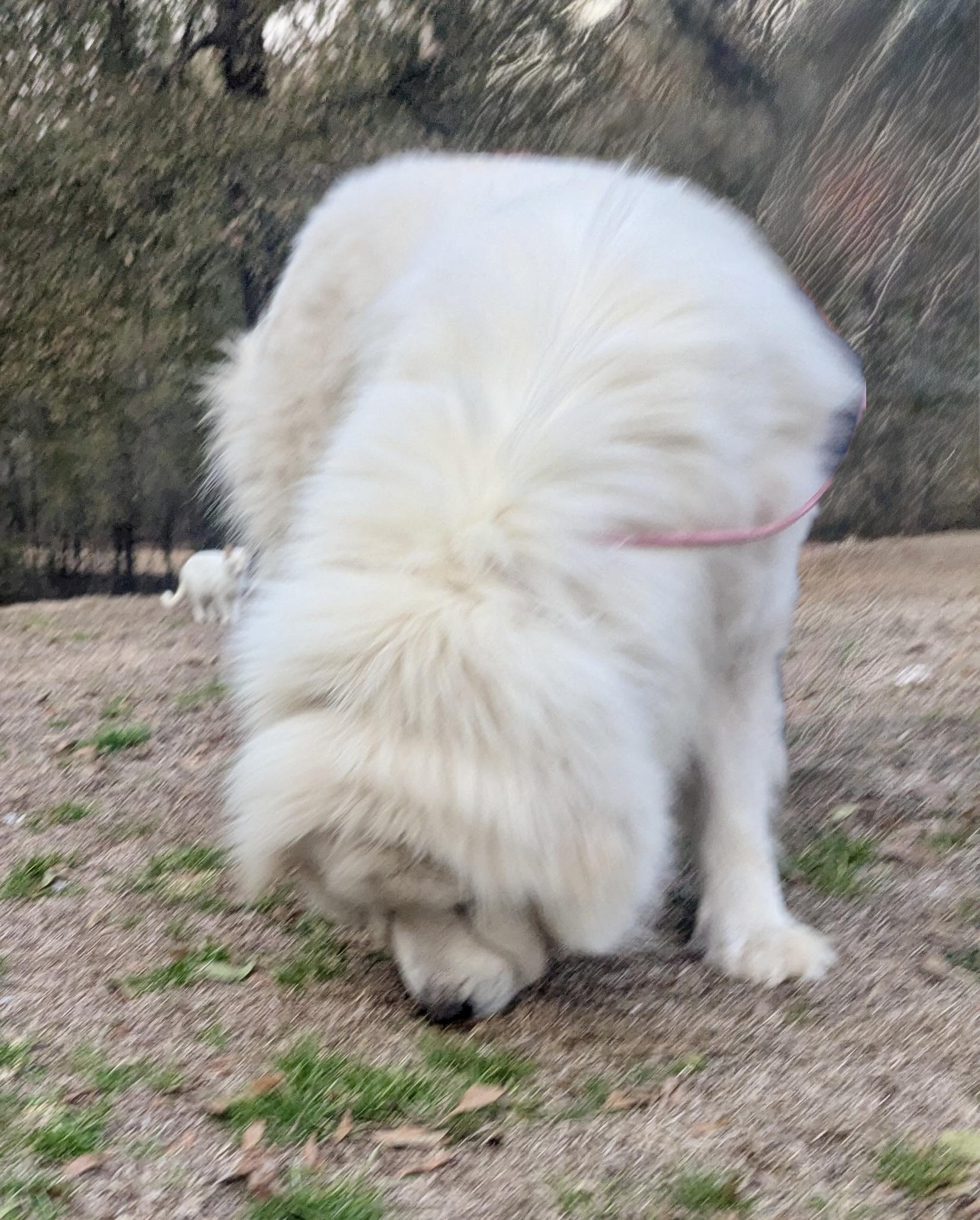 GRIZZLY — thumbnail 2