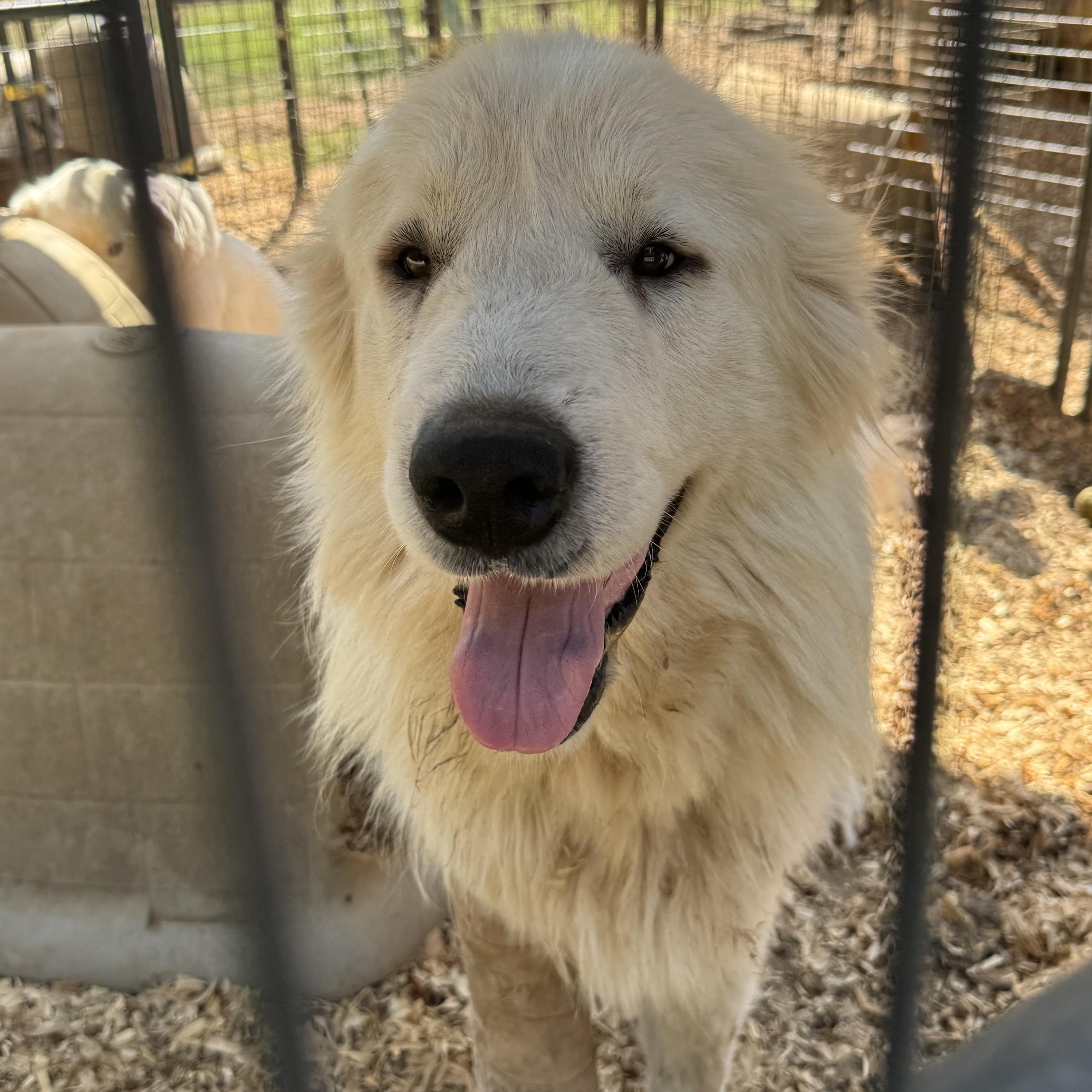 GRIZZLY — thumbnail 4