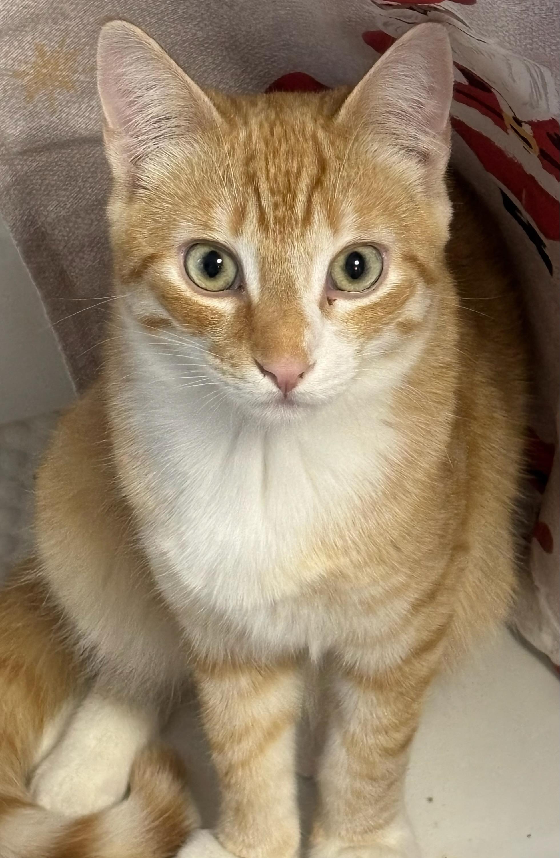 Enlarge Matteo, a ADOPTABLE Domestic Short Hair in Honeoye, NY image 1/1