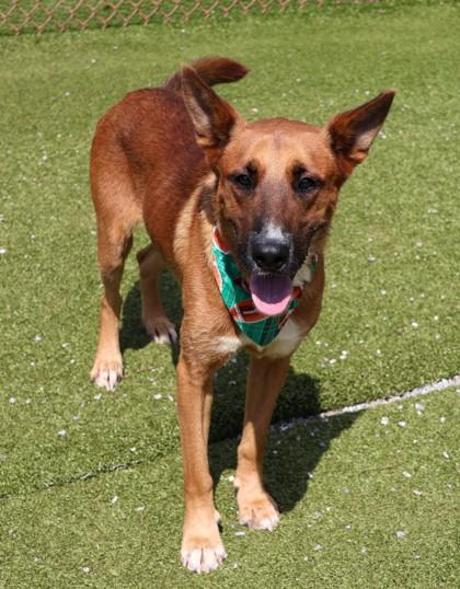 Enlarge Skulli, a Adoptable Mixed Breed in Athens, GA image 1/3