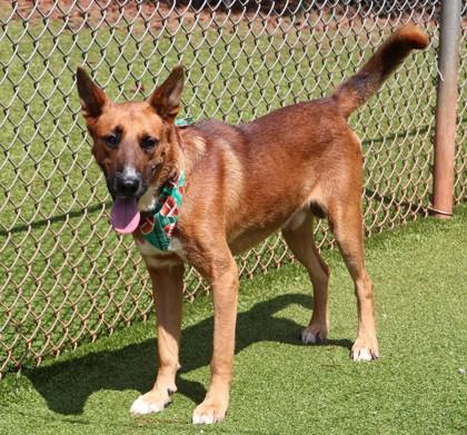 Enlarge Skulli, a Adoptable Mixed Breed in Athens, GA image 2/3