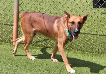 Enlarge Skulli, a Adoptable Mixed Breed in Athens, GA image 3/3