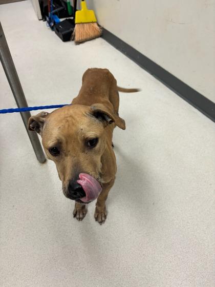 Chicken Nugget, Adoptable, Adult Female Black Mouth Cur & Mixed Breed.