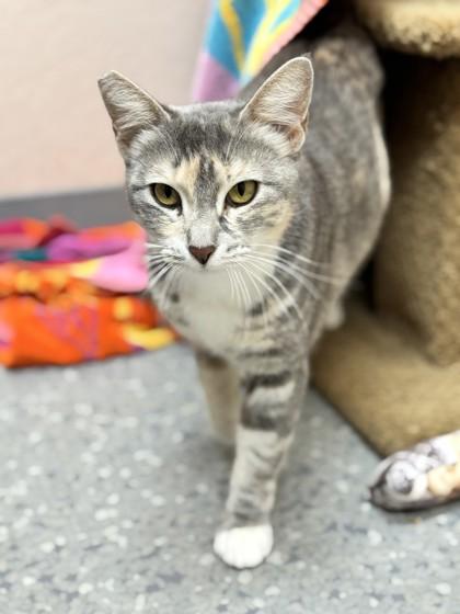 Morrigan, Adoptable, Adult Female Domestic Short Hair & Domestic Short Hair.