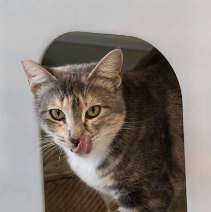 Morrigan, a Adoptable mixed breed in Roseville, CA image 2/3