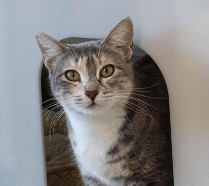 Morrigan, a Adoptable mixed breed in Roseville, CA image 3/3
