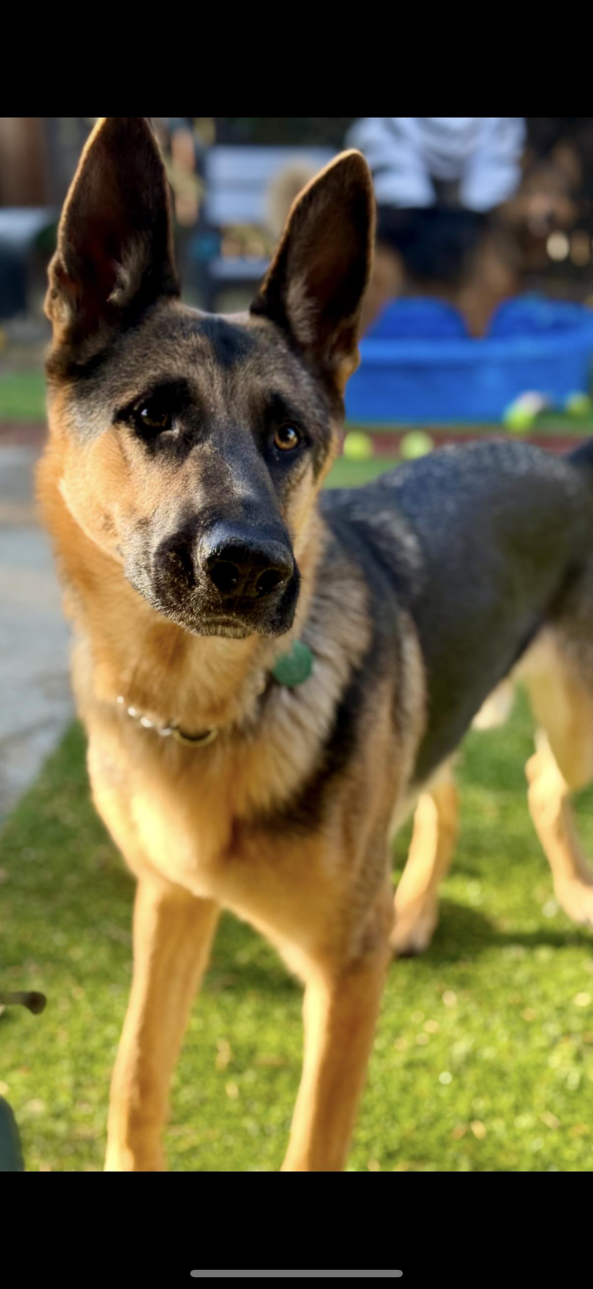 Corporal, a Adoptable German Shepherd Dog in Tarzana, CA image 2/6