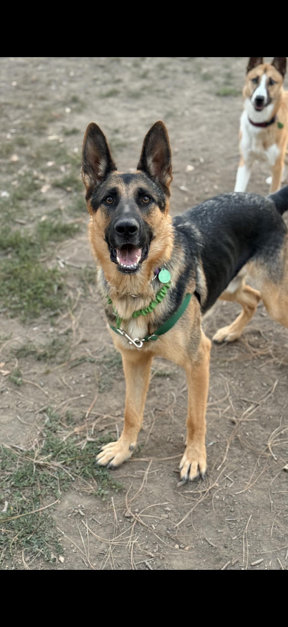 Corporal, a Adoptable German Shepherd Dog in Tarzana, CA image 5/6