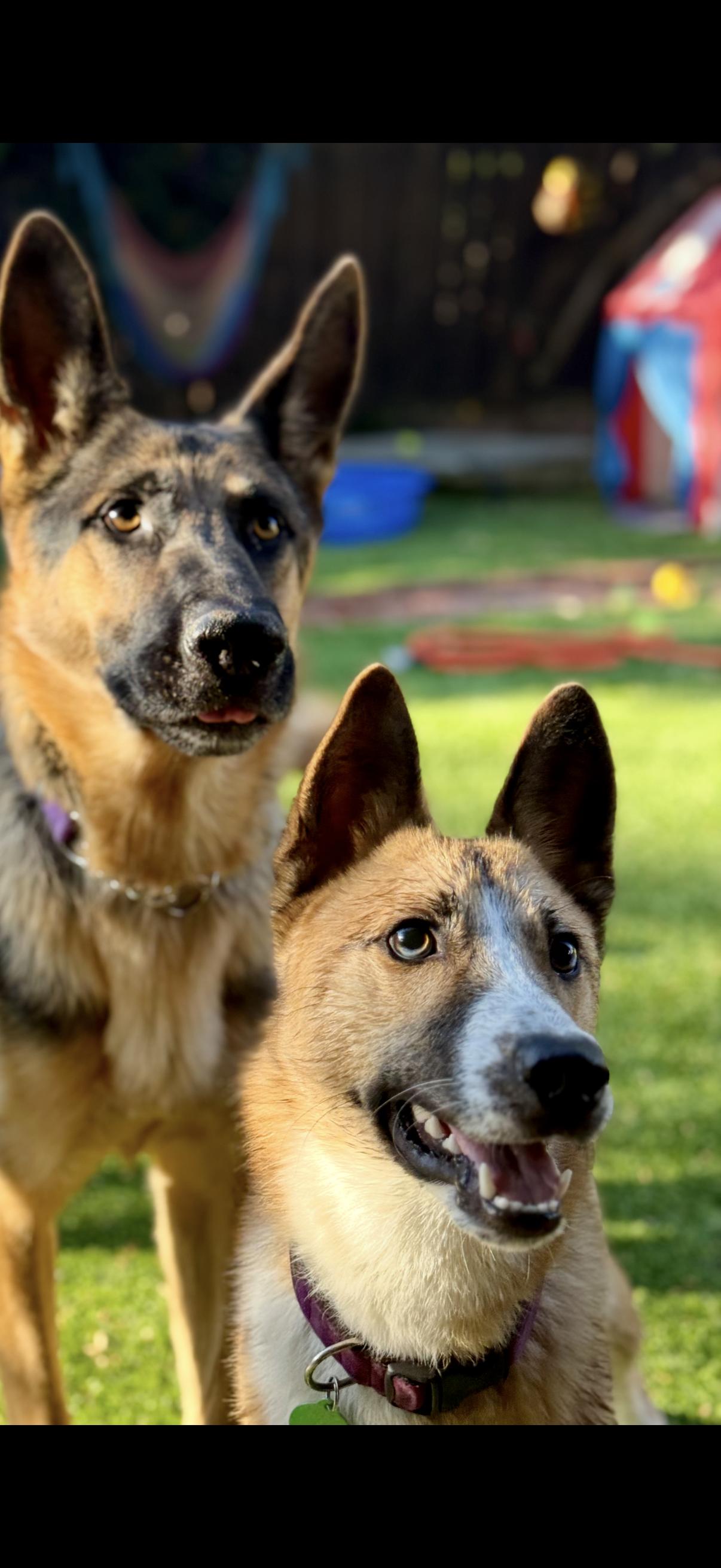 Corporal, a Adoptable German Shepherd Dog in Tarzana, CA image 6/6