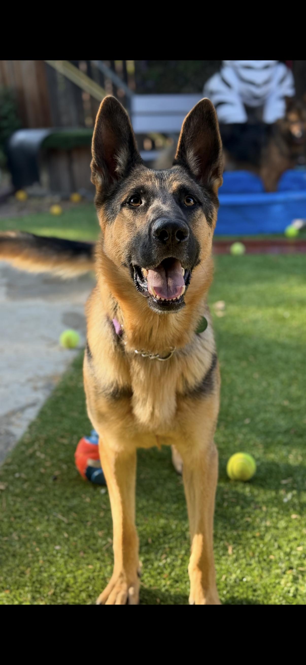 Corporal, a Adoptable German Shepherd Dog in Tarzana, CA image 3/6