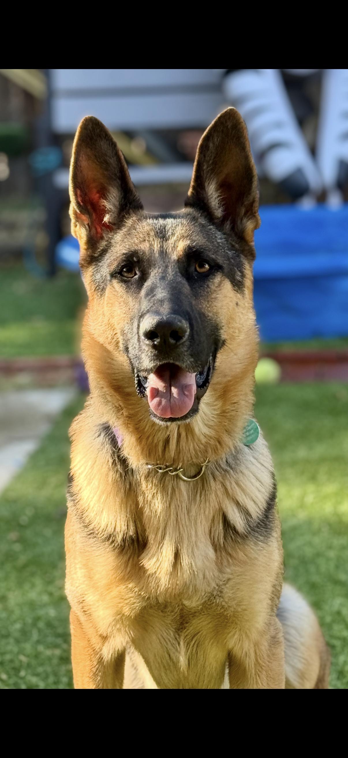 Corporal, a Adoptable German Shepherd Dog in Tarzana, CA image 1/6