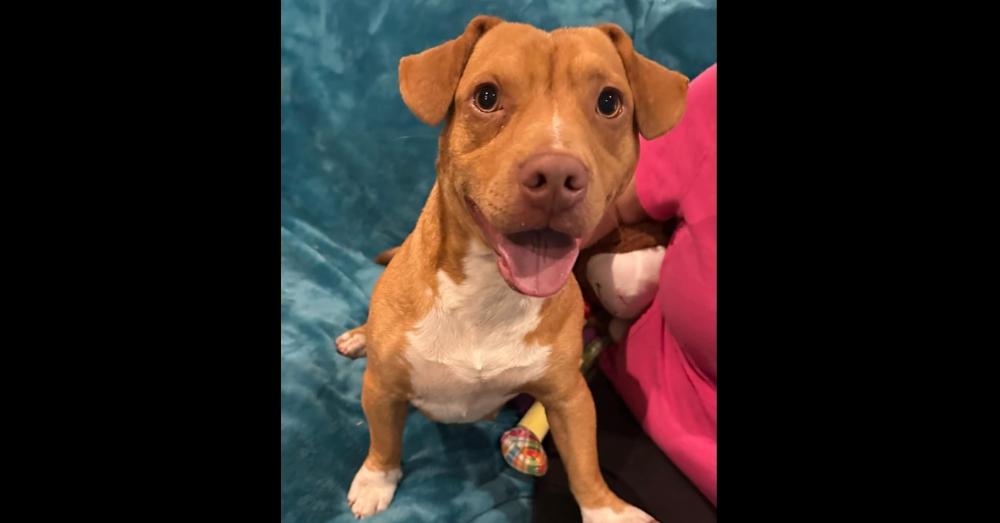 Enlarge Aspen (AL), a Adoptable Basset Hound in New York, NY image 1/3