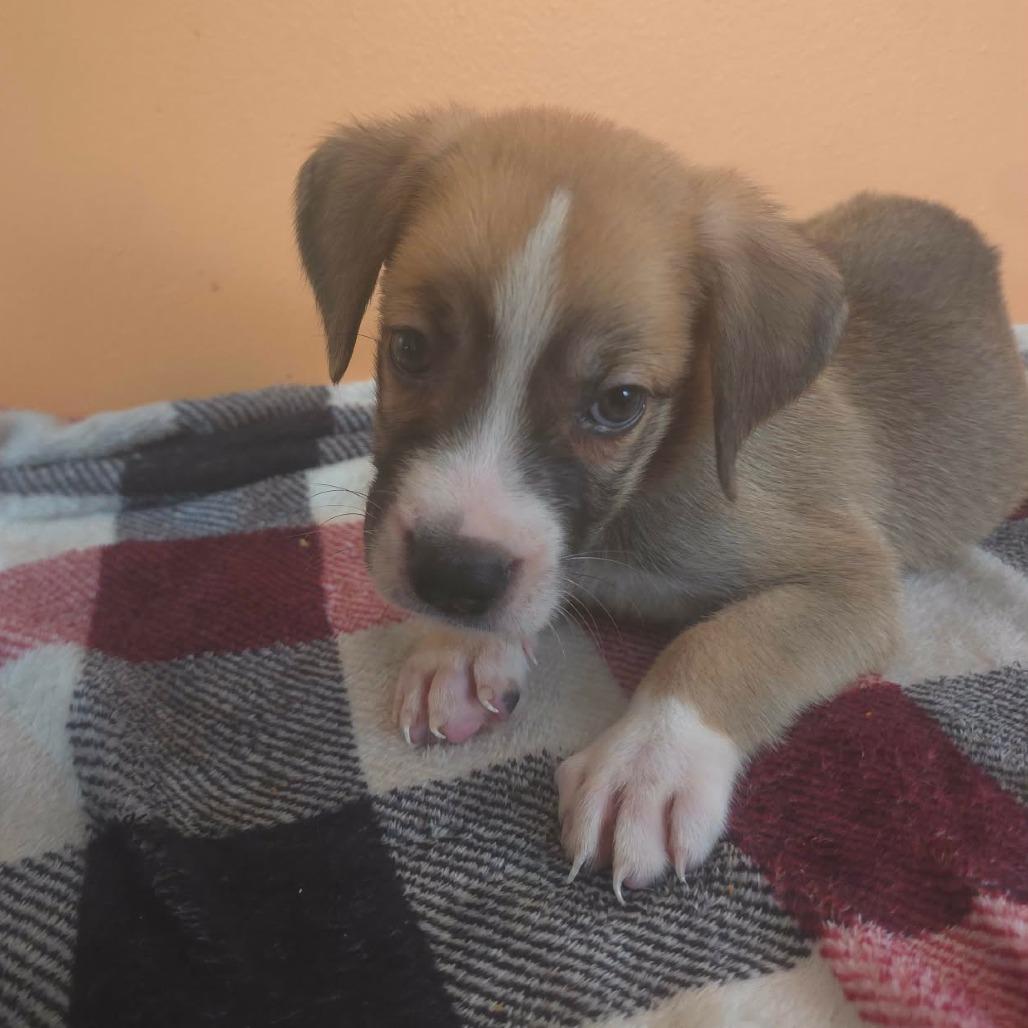 Jupiter, Adoptable, Puppy Male Anatolian Shepherd & Mixed Breed.