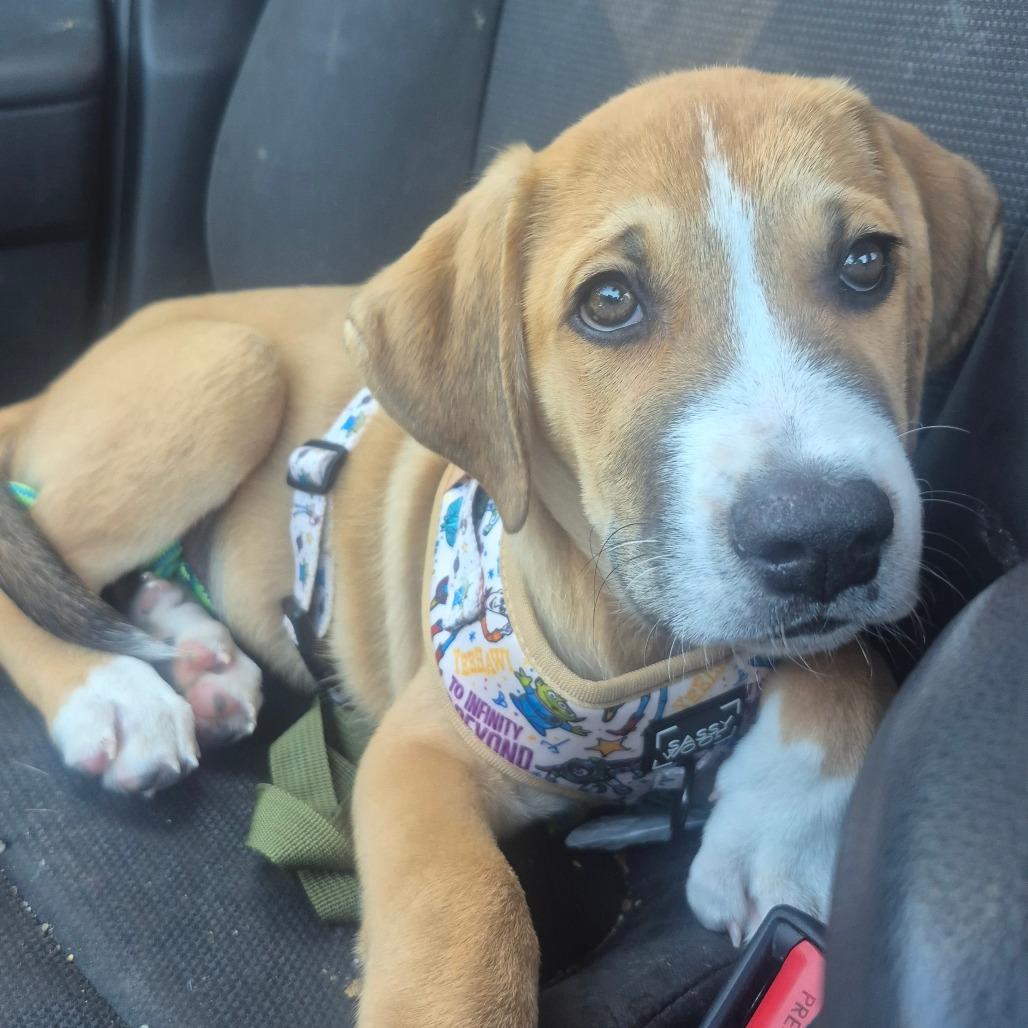 Enlarge Jupiter, a Adoptable mixed breed in Aberdeen, NC image 2/3