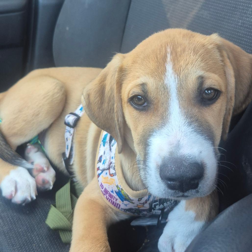 Enlarge Jupiter, a Adoptable mixed breed in Aberdeen, NC image 3/3