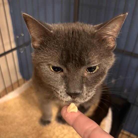 Emerald, Adoptable, Adult Female Domestic Short Hair.