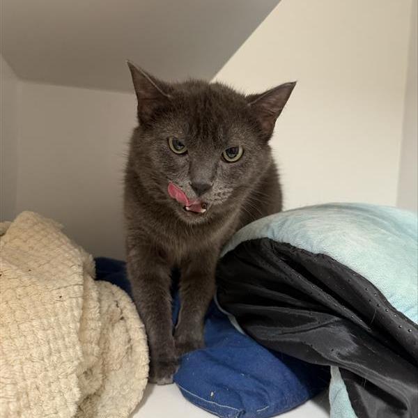 Emerald, Adoptable, Adult Female Domestic Short Hair.