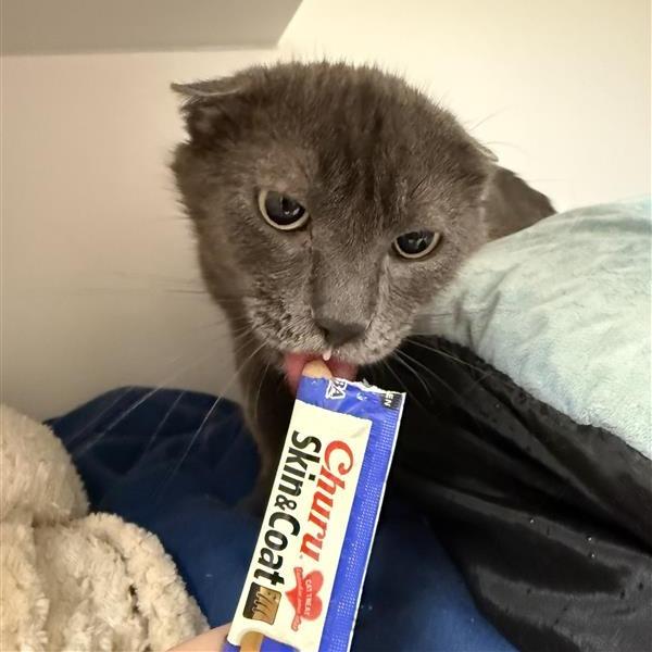 Emerald, a Adoptable Domestic Short Hair in Tempe, AZ image 2/3