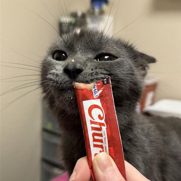 Emerald, a Adoptable Domestic Short Hair in Tempe, AZ image 3/4