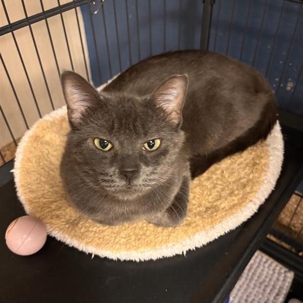 Emerald, a Adoptable Domestic Short Hair in Tempe, AZ image 4/4