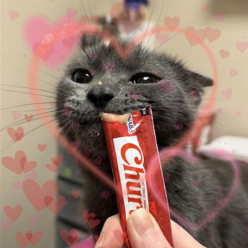 Emerald, a Adoptable Domestic Short Hair in Tempe, AZ image 3/3