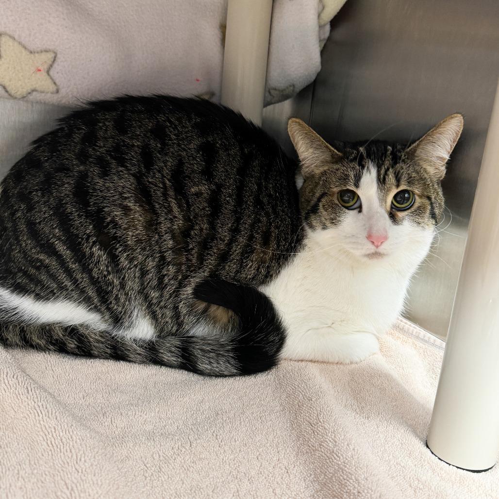 Enlarge May, a Adoptable mixed breed in Fort Wayne, IN image 2/2