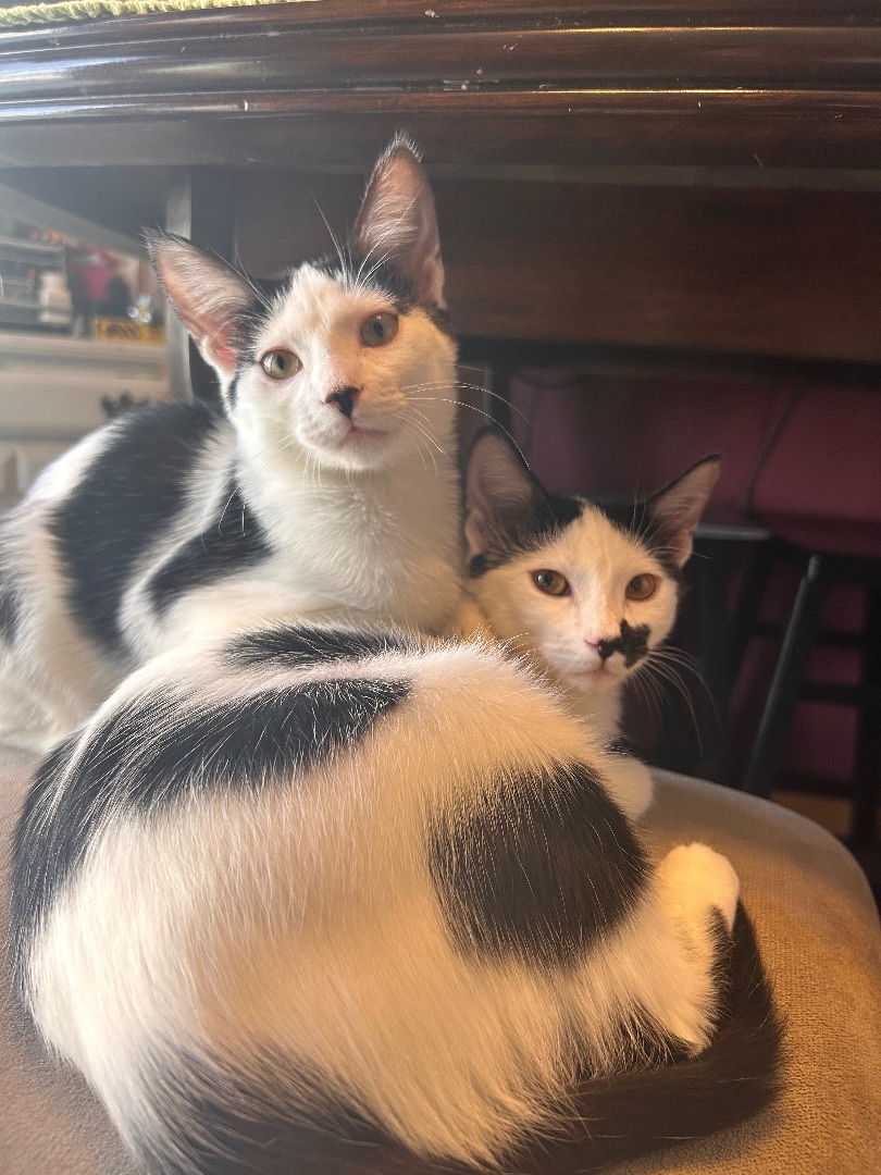 Kit and Kat the bonded Cow Cats, Adopted, Kitten Female Domestic Short Hair.